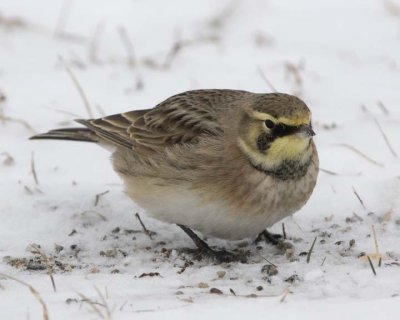 HornedLark31R.jpg