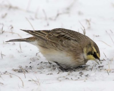 HornedLark34R.jpg