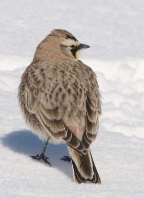 HornedLark44.jpg