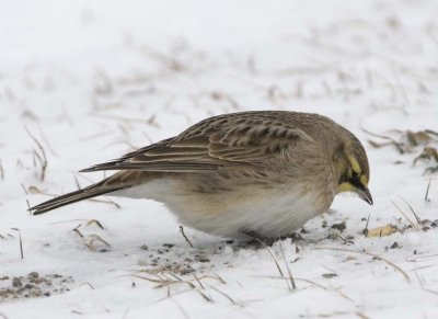 HornedLark50.jpg