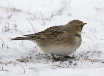 HornedLark52.jpg