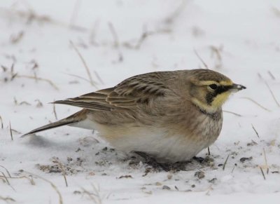 HornedLark55.jpg