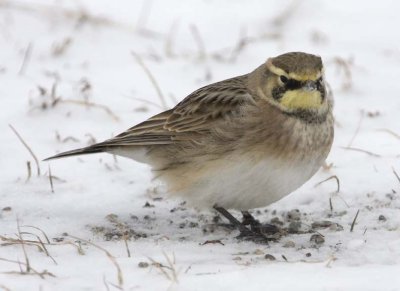 HornedLark57.jpg