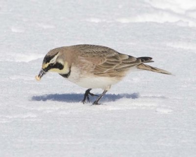 HornedLark60.jpg