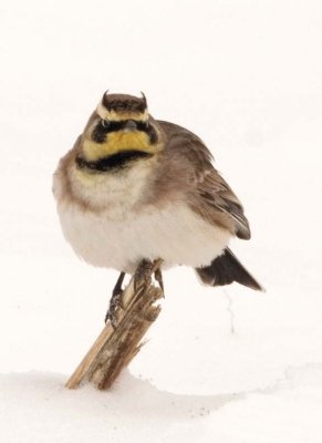 HornedLark61.jpg