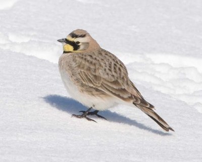 HornedLark7.jpg