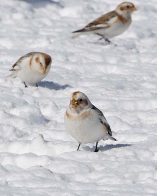 SnowBunting45.jpg