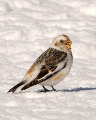 SnowBunting46.jpg