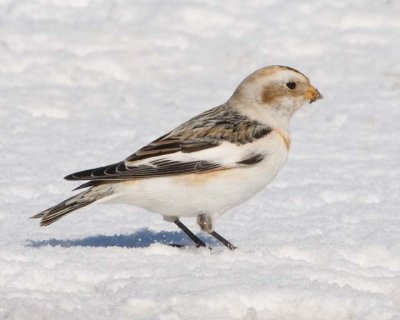 SnowBunting47.jpg