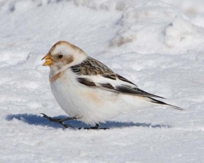SnowBunting49.jpg