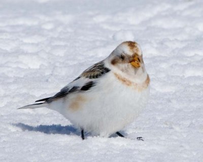 SnowBunting50.jpg
