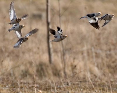 SnowBunting51.jpg