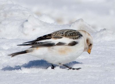 SnowBunting73.jpg