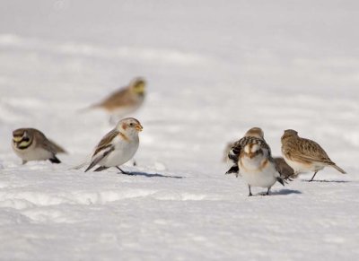 SnowBunting81.jpg