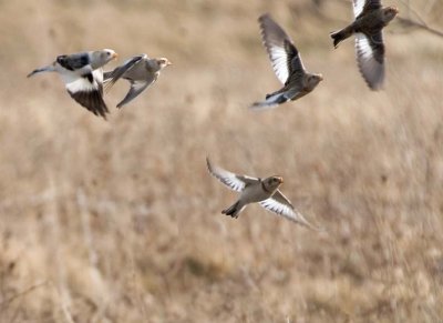 SnowBunting83.jpg