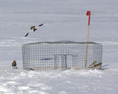 SnowBuntingTrap2.jpg