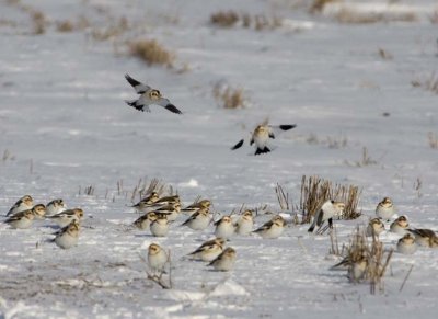 SnowBuntings60R.jpg