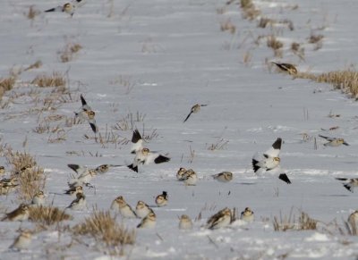 SnowBuntings67R.jpg