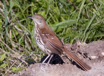 BrownThrasher45R.jpg