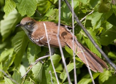 BrownThrasher57R.jpg