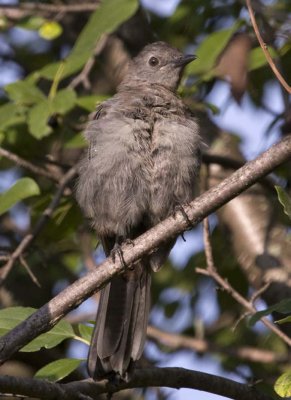 GrayCatbird31R.jpg