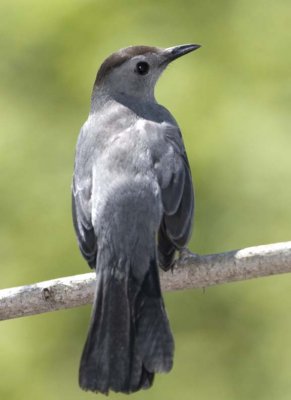 GrayCatbird38.jpg