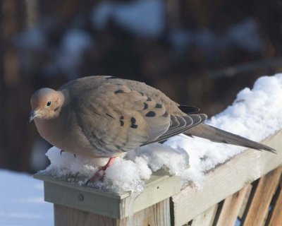 MourningDove26.jpg
