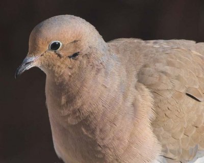 MourningDove36.jpg