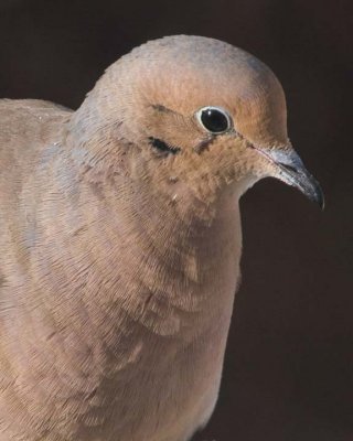MourningDove37.jpg