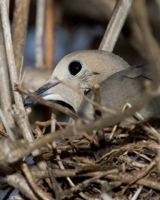 MourningDove42.jpg