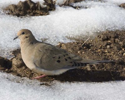 MourningDove46R.jpg
