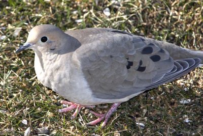 MourningDove48R.jpg