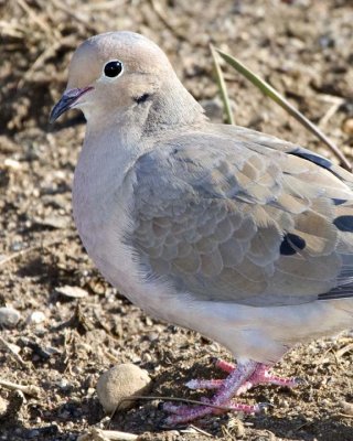 MourningDove53R.jpg