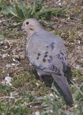 MourningDove55R.jpg