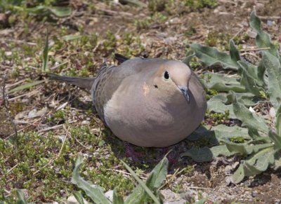 MourningDove56R.jpg