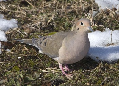 MourningDove62R.jpg
