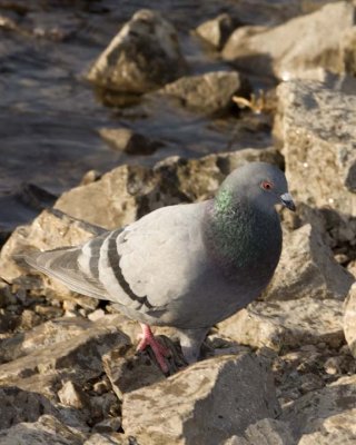 Pigeon4.jpg