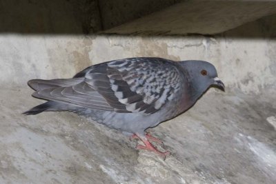 Pigeon5R.jpg