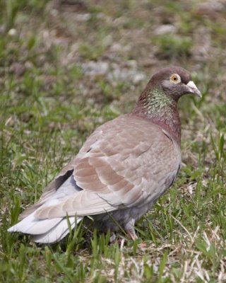 RollerPigeon10R.jpg