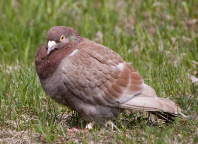 RollerPigeon15.jpg