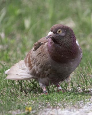 RollerPigeon20.jpg