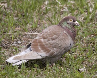 RollerPigeon7.jpg