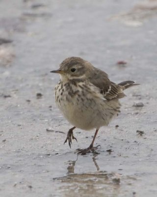 AmericanPipit16.jpg