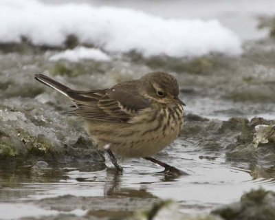 AmericanPipit27R.jpg