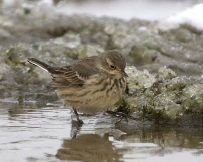 AmericanPipit28R.jpg