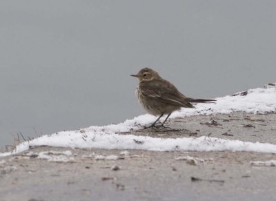 AmericanPipit32.jpg