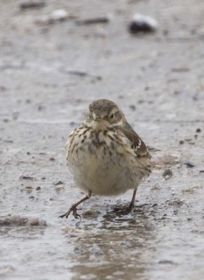 AmericanPipit33.jpg