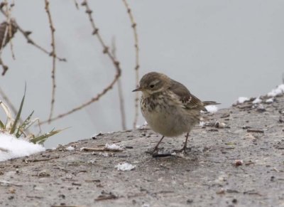 AmericanPipit34.jpg