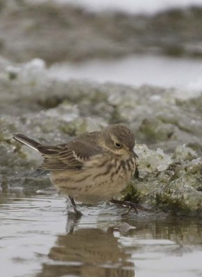 AmericanPipit36.jpg