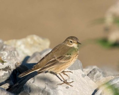 AmericanPipit37.jpg